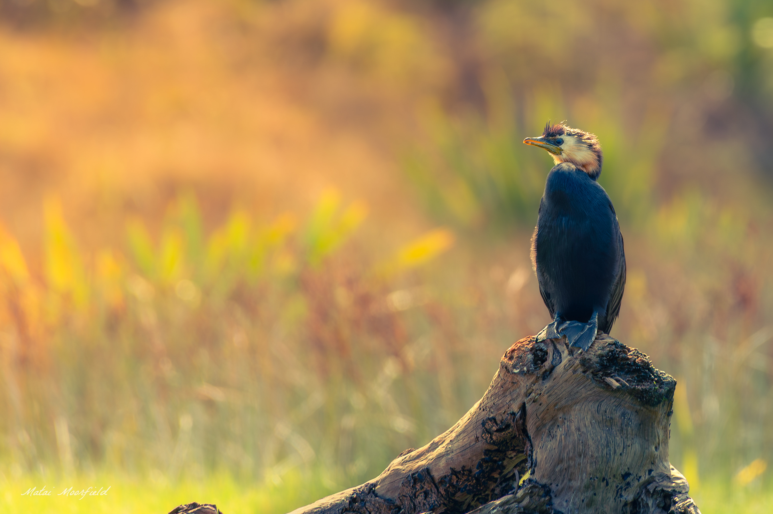 Little Pied Shag perched on a branch